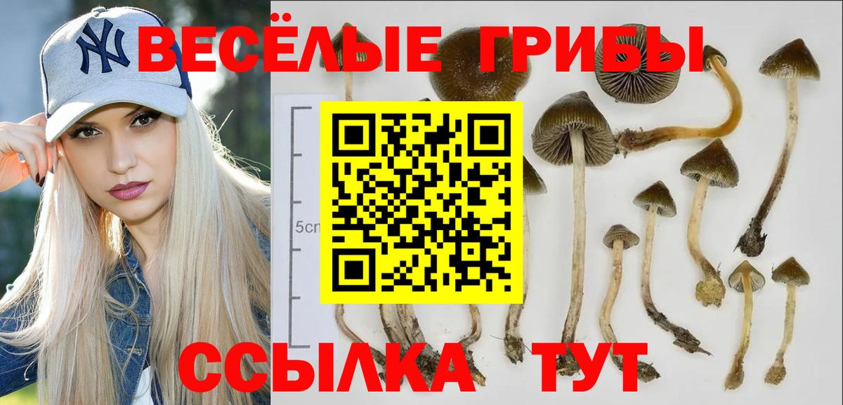 Псилоцибиновые грибы Magic Shrooms  купить  сайты  Вход с VPN  Будённовск  Псилоцибиновые грибы MAGIC MUSHROOMS 
